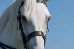 ridden-139