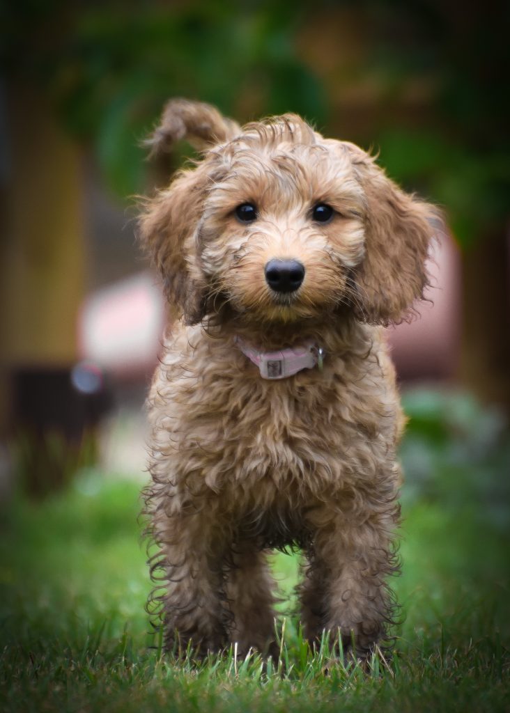 Cockerpoo puppy with pink dog collar