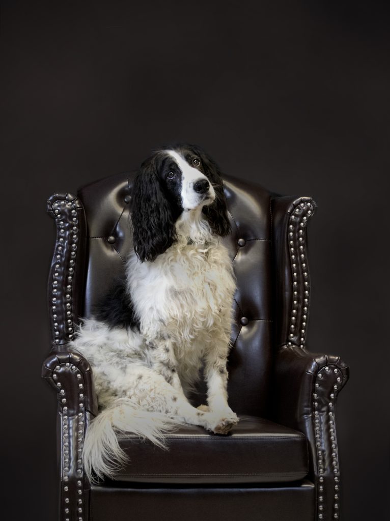 black background, monochrome, dog portrait