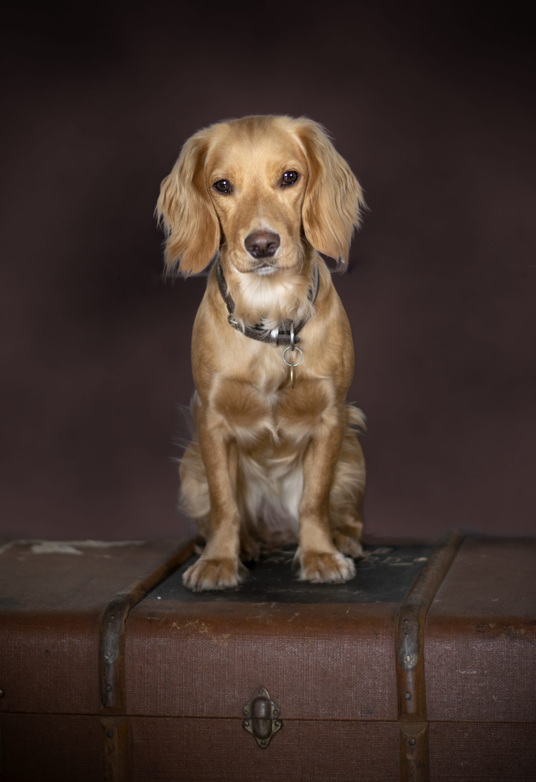 dog with brown background, analogous colour scheme, pet photography, dog photoshoot, old trunk