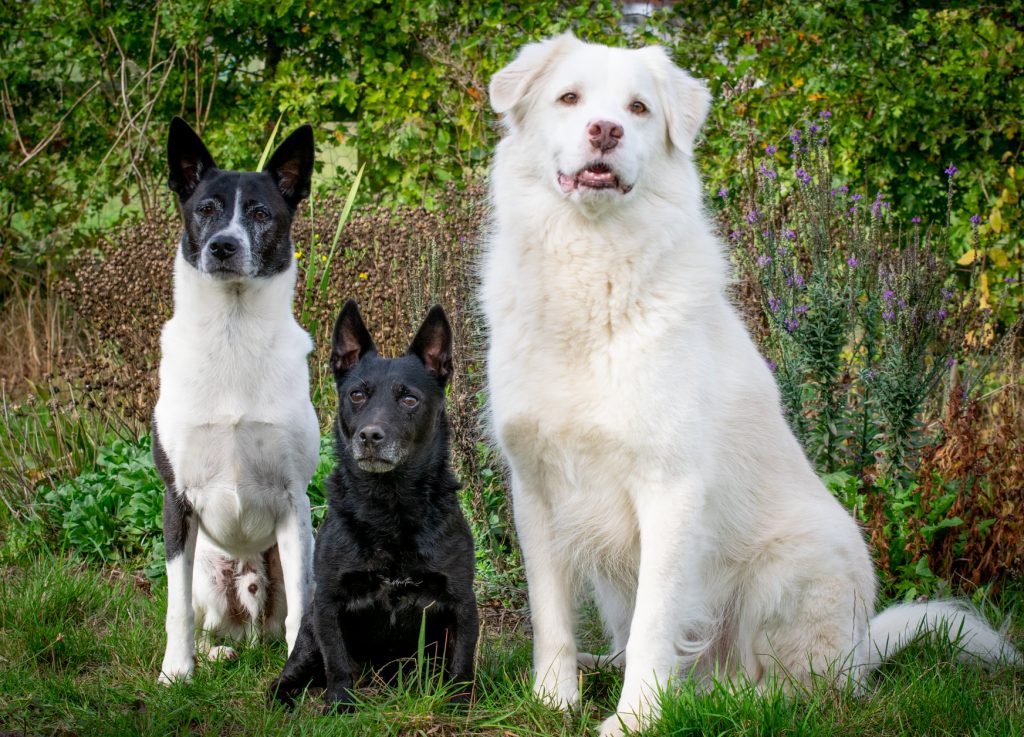 Rescue dogs of Suffolk