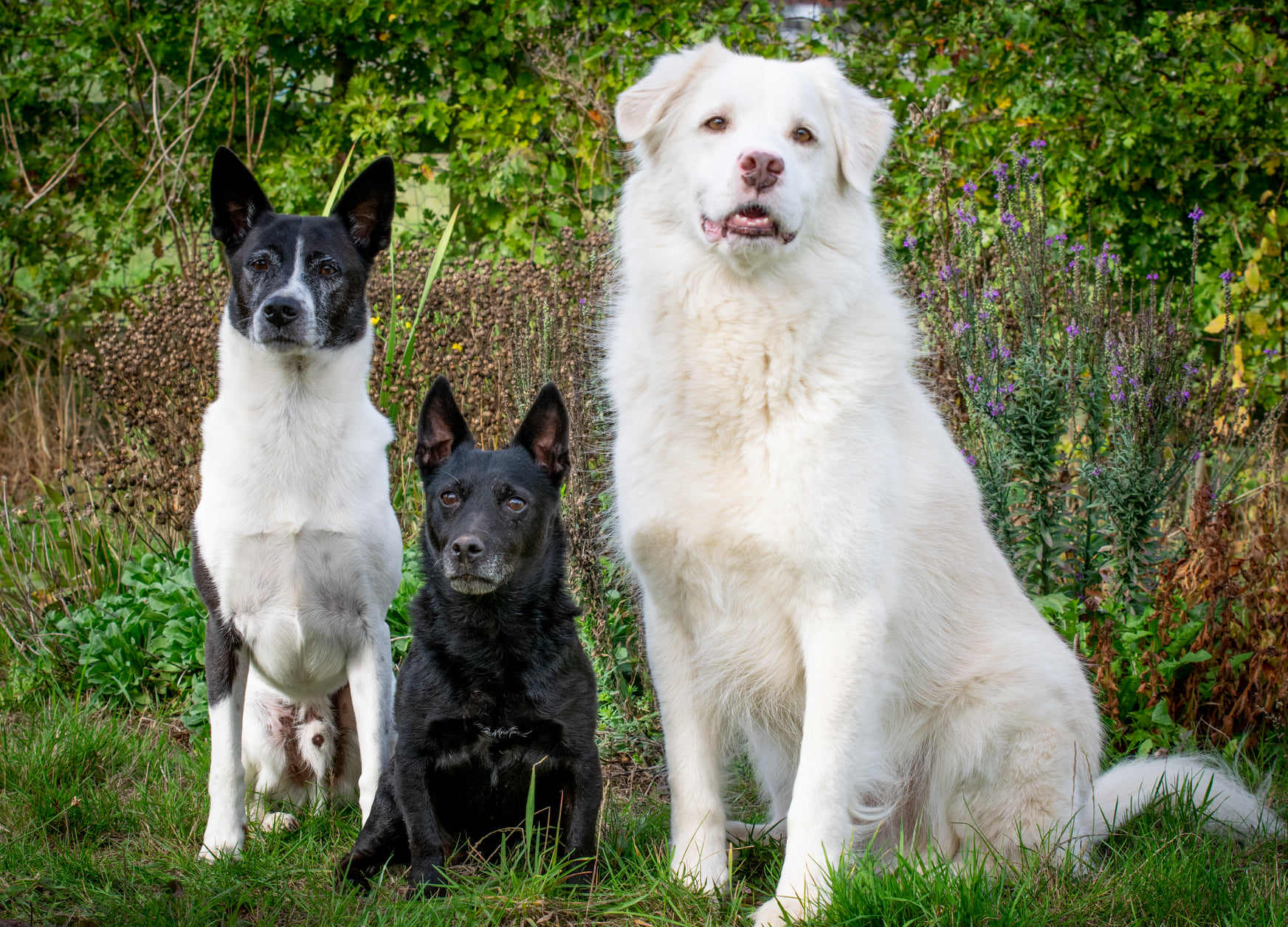 Rescue dogs of Suffolk JM PHOTOGRAPHY