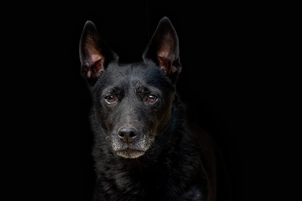 Patterdale terrier portrait
