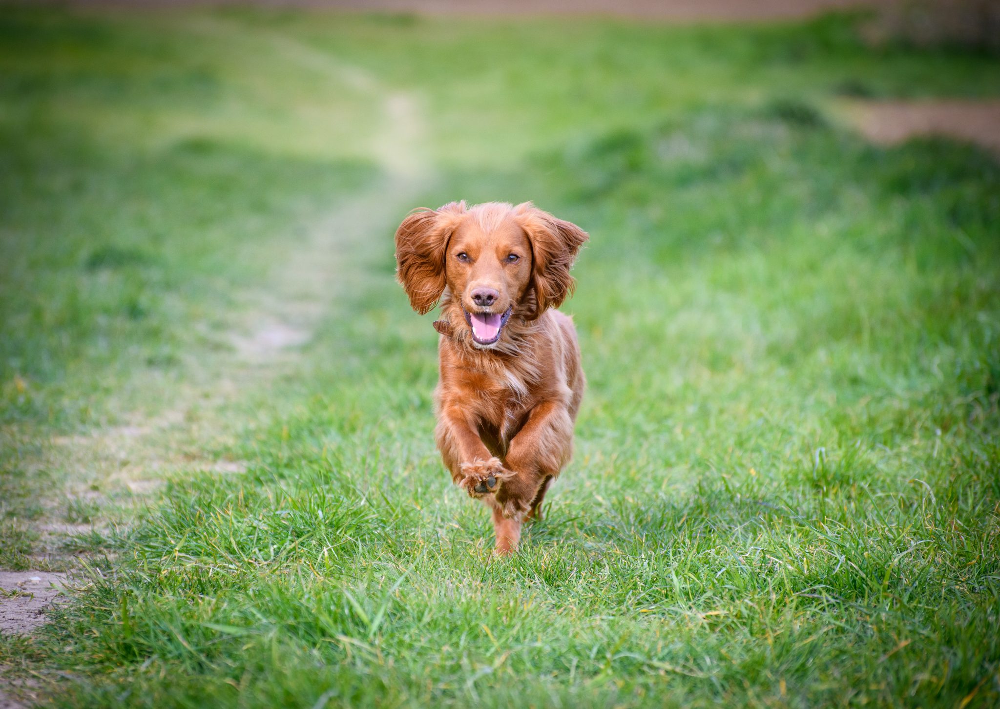 Secure dog fields near me in Suffolk JM PHOTOGRAPHY