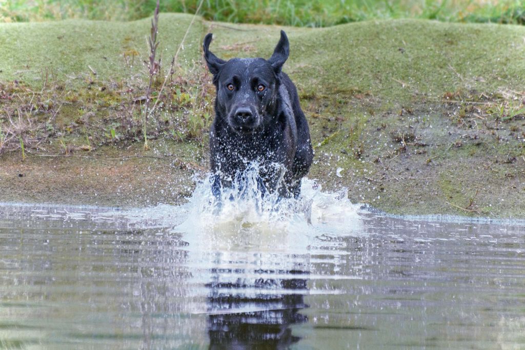 Labrador swimming