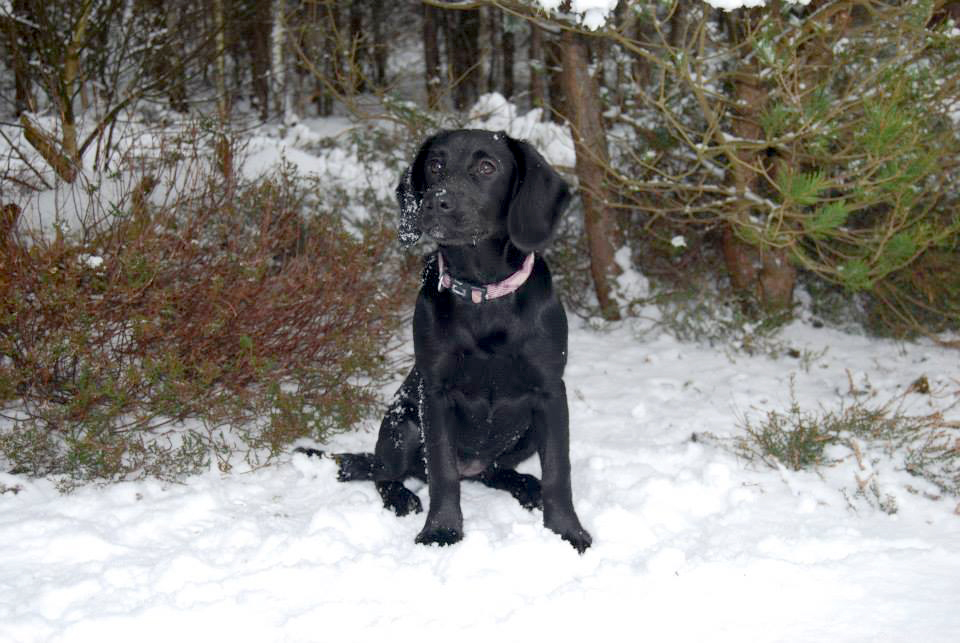 Black labrador in the snow
