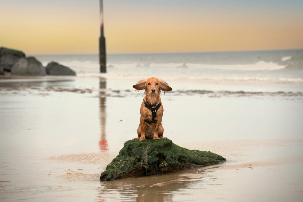 North Norfolk dog beach