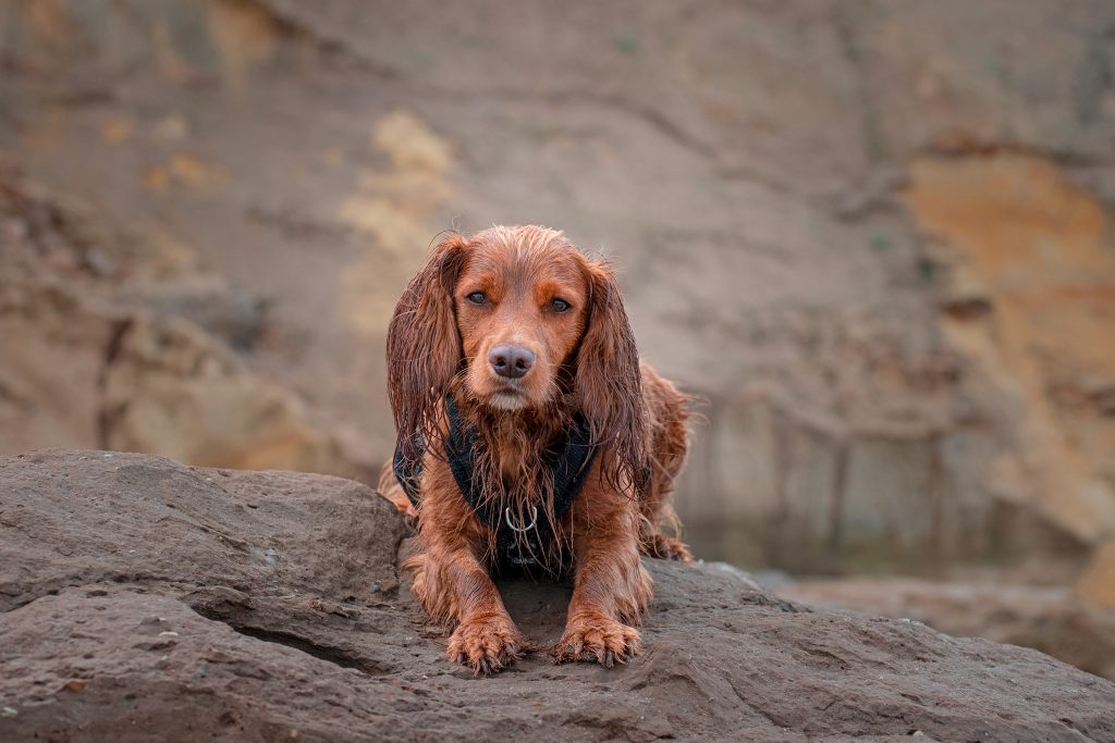 Dog photoshoot on beach