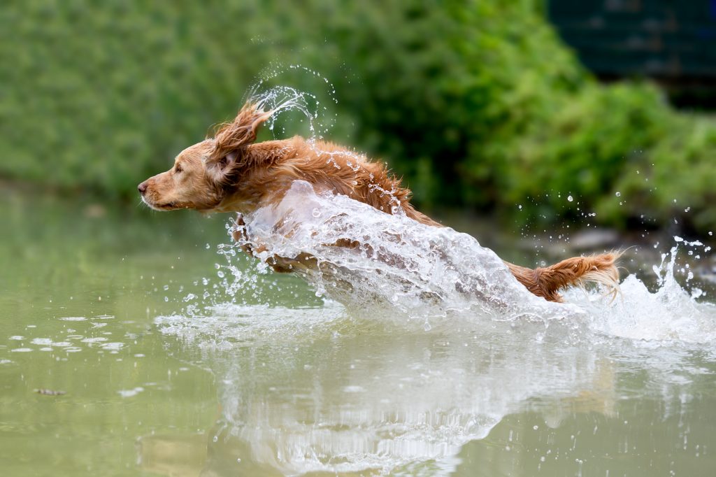 Dog jumping in to water