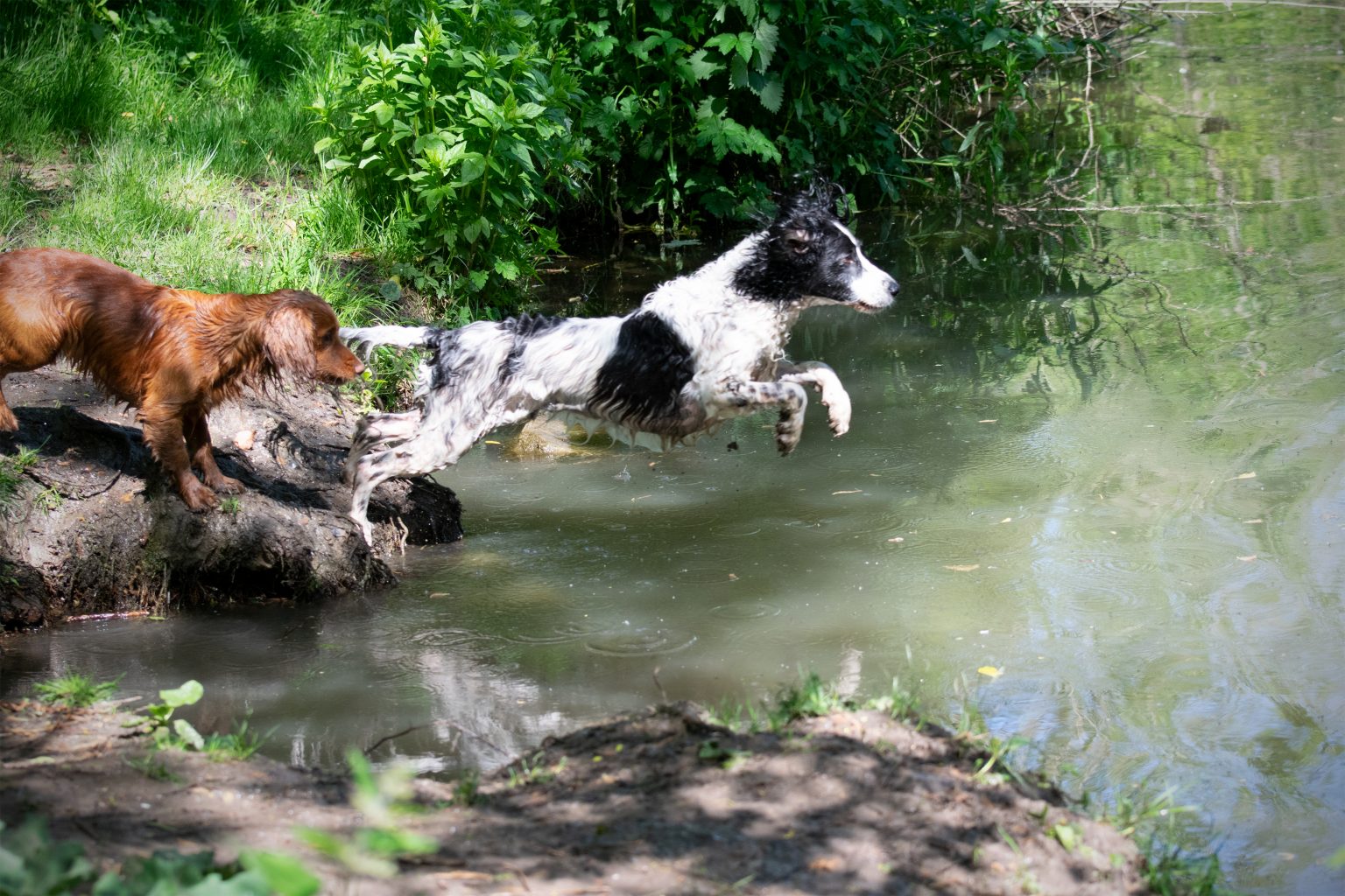 Dog walks in Suffolk my top 5 favourites JM PHOTOGRAPHY Dog walks in Suffolk my top 5 favourites JM PHOTOGRAPHY